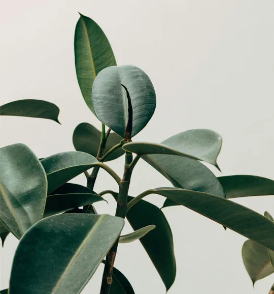 Acompañamiento psicológico personalizado